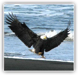 Bald Eagles Bald Eagles