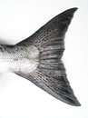 Chinook (King) Salmon Tail