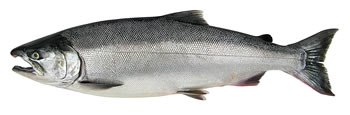 Coho (Silver) Salmon