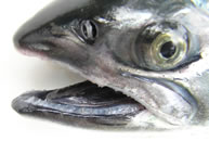 Coho (Silver) Salmon Jaw