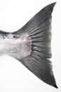 Coho (Silver) Salmon Tail
