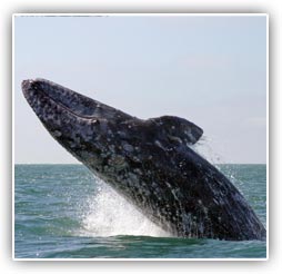 Gray Whales Gray Whales