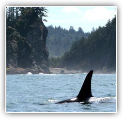 Killer Whales