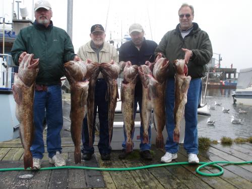 Ling Cod