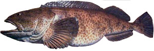 Ling Cod