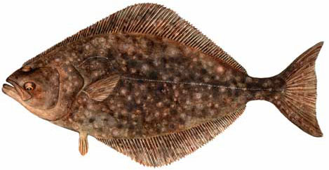 Halibut