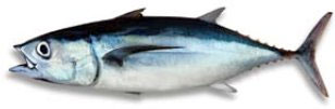 Tuna