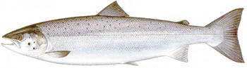 Atlantic Salmon