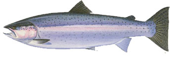 Steelhead
