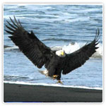 wildlife tours