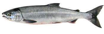 Chum Salmon Chum Salmon