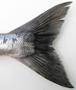 Chum Tail Chum Tail