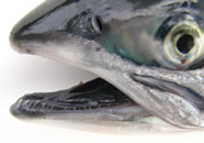 Pink (Humpy) Salmon Jaw