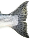 Pink (Humpy) Salmon Tail