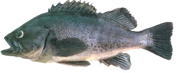 Sea Bass Bottom Fishing Washington Sea Bass Bottom Fishing Washington
