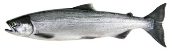 Sockeye Salmon Sockeye Salmon