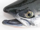 Sockeye Head Sockeye Head