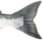 Sockeye Tail Sockeye Tail