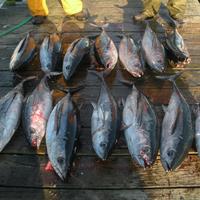 Tuna