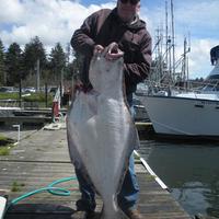 Halibut